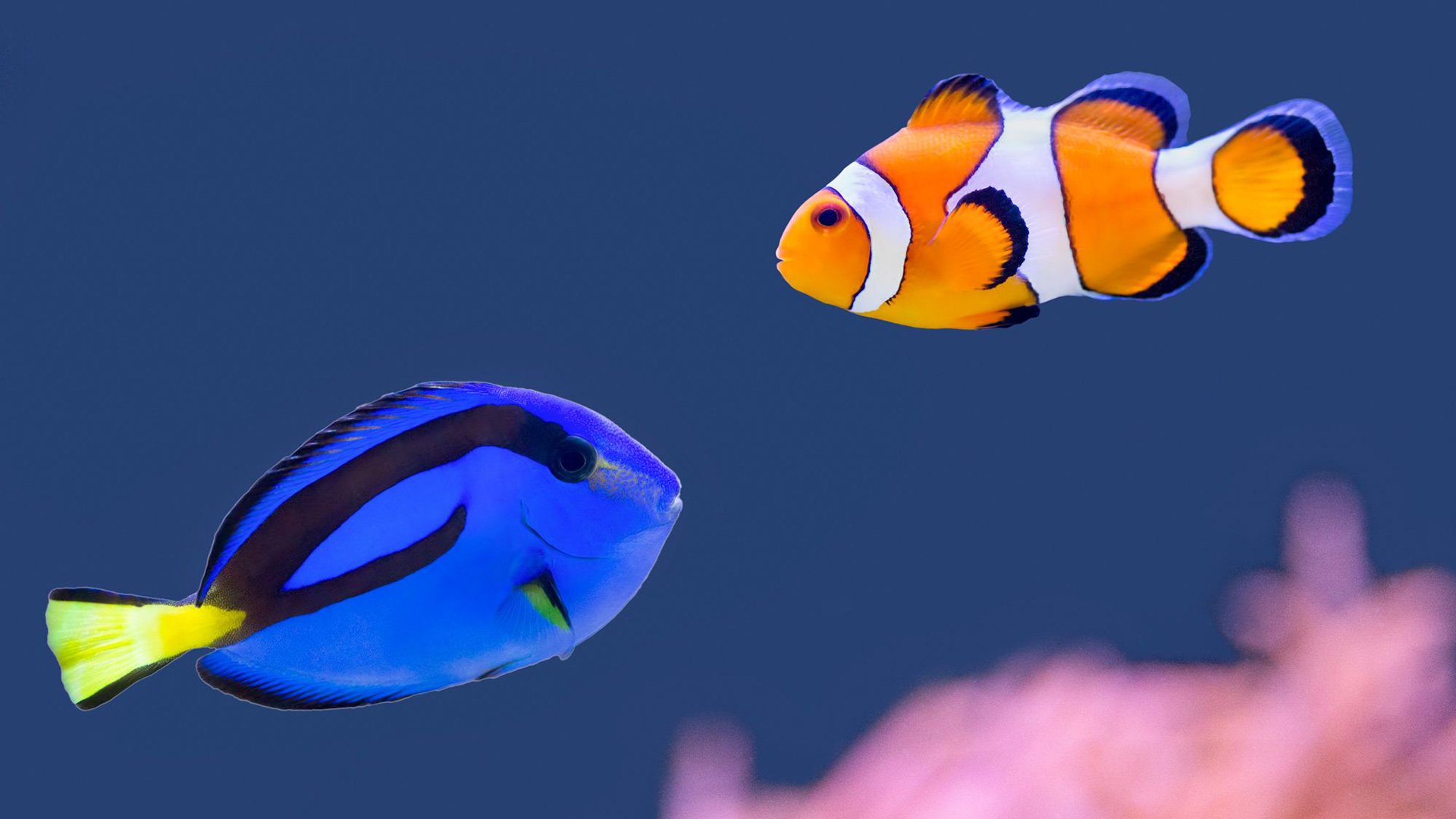 Barcelonas Aquarium auf eigene Faust erleben