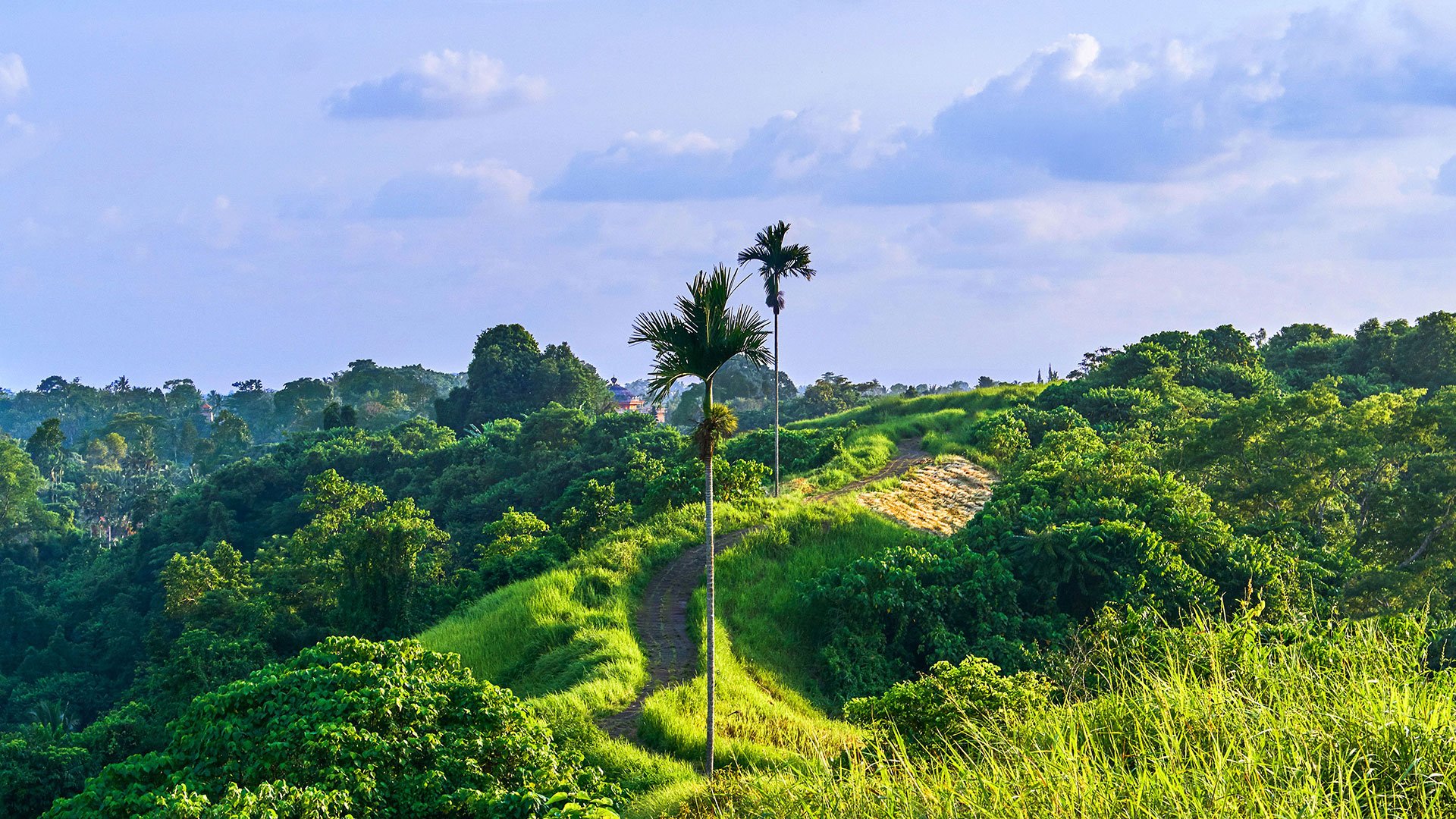 Einmaliges Bali: Von Dschungel-Schaukel bis Affenwald