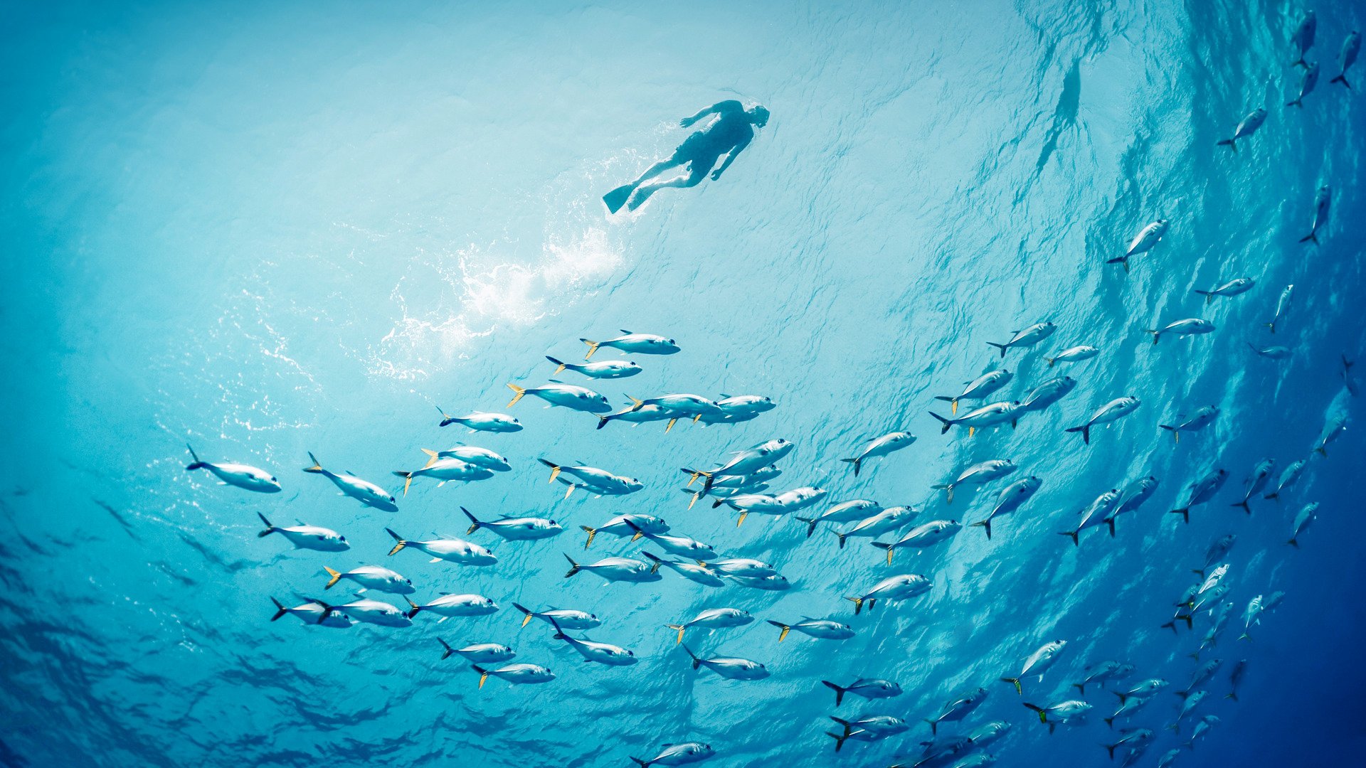 Snorkel swimming on the surface with school of fishes below.