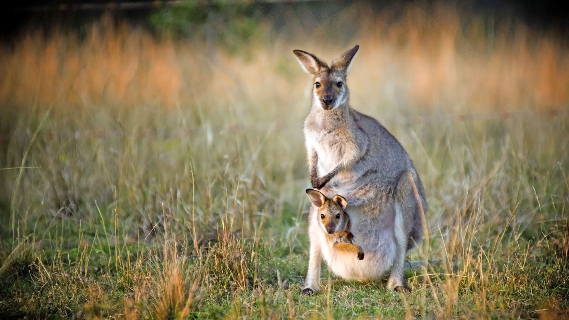 Genuss, Natur und Wildlife im Nordwesten Tasmaniens