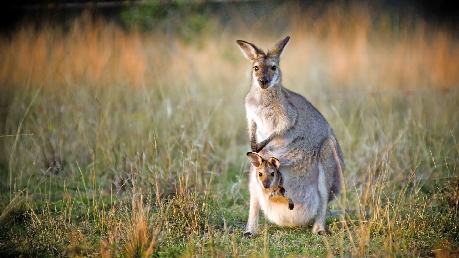 Die Höhepunkte des Nordwestens Tasmaniens