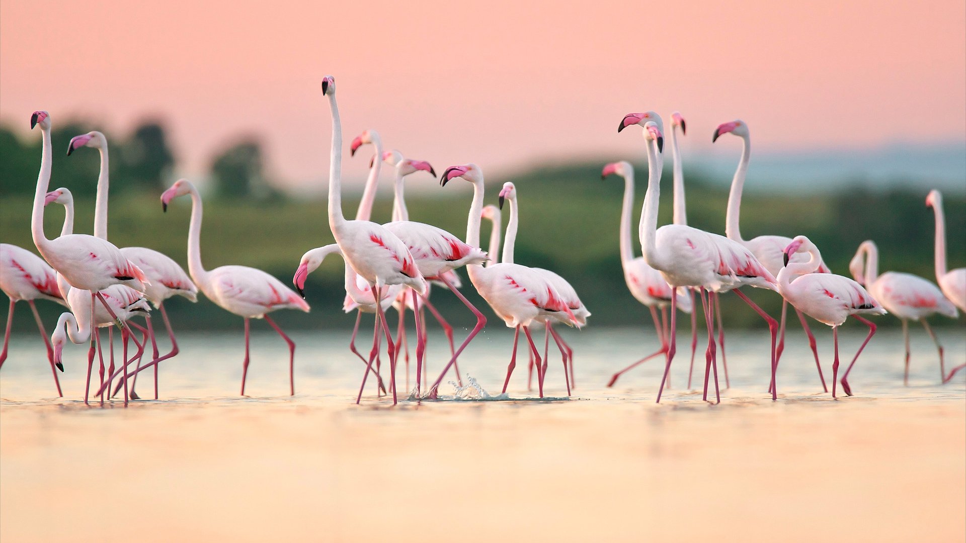 Greater Flamingos (Phoenicopterus roseus), Oristano, Sardinia