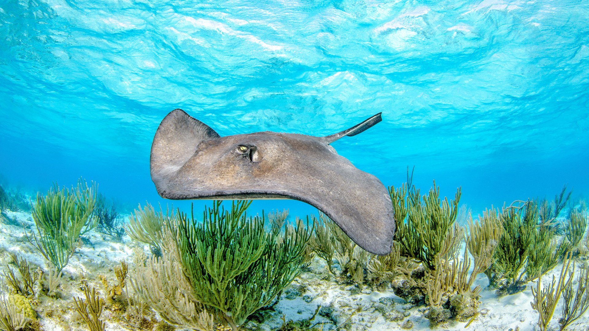 Underwater Cayman Reefscape; Shutterstock ID 1056845948; Kunde (Pflichtfeld): -; Projekt (Pflichtfeld): -