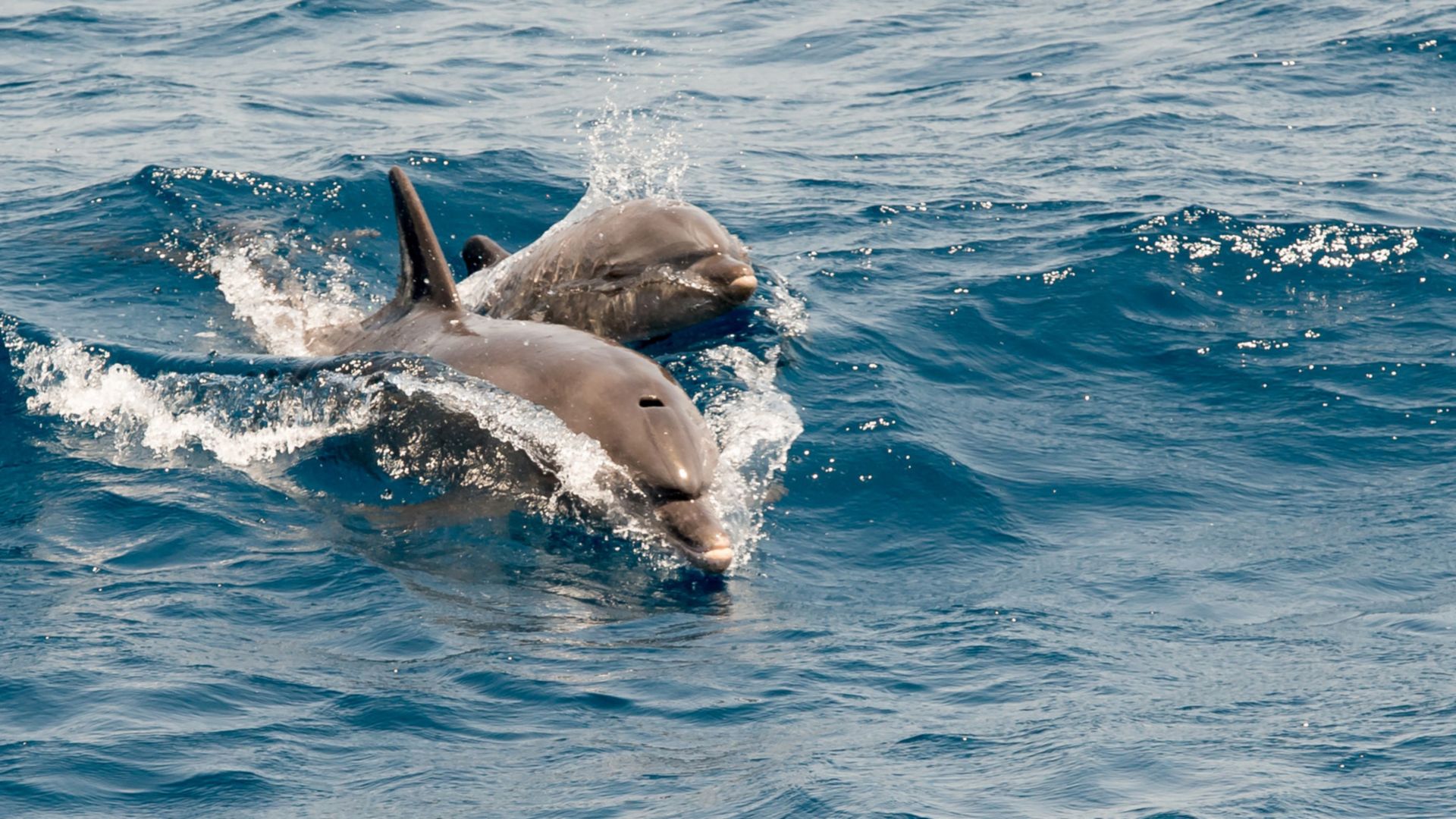 Im Schnellboot nach Kinsale