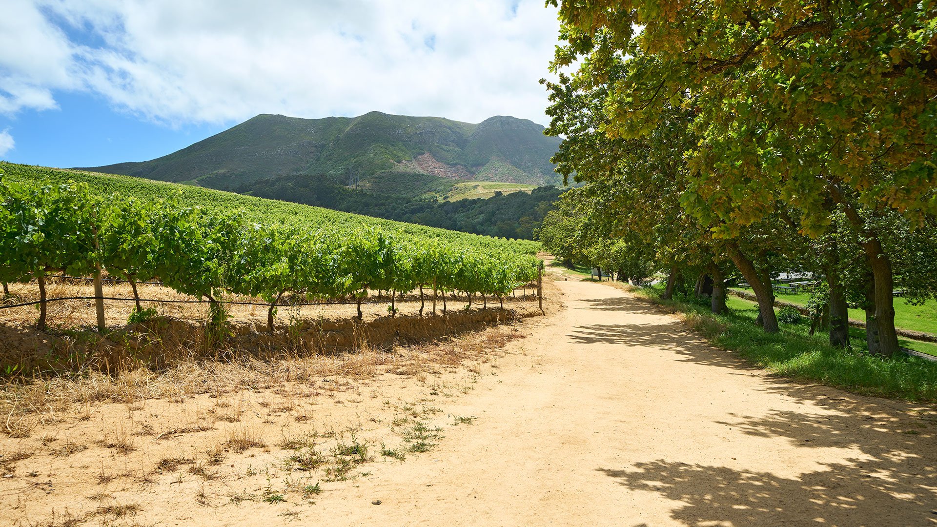 Stellenbosch´s edle Tropfen