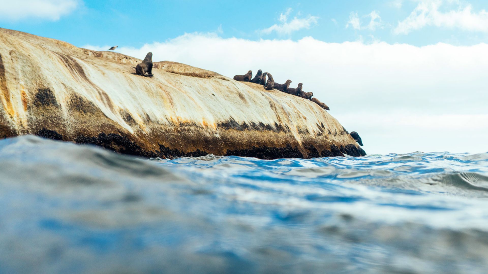 Tierisch gut: Robben und Pinguine in freier Natur