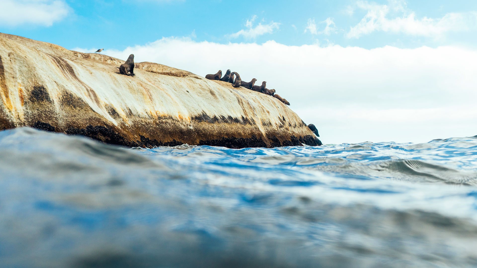 Tierisch gut: Robben und Pinguine in freier Natur