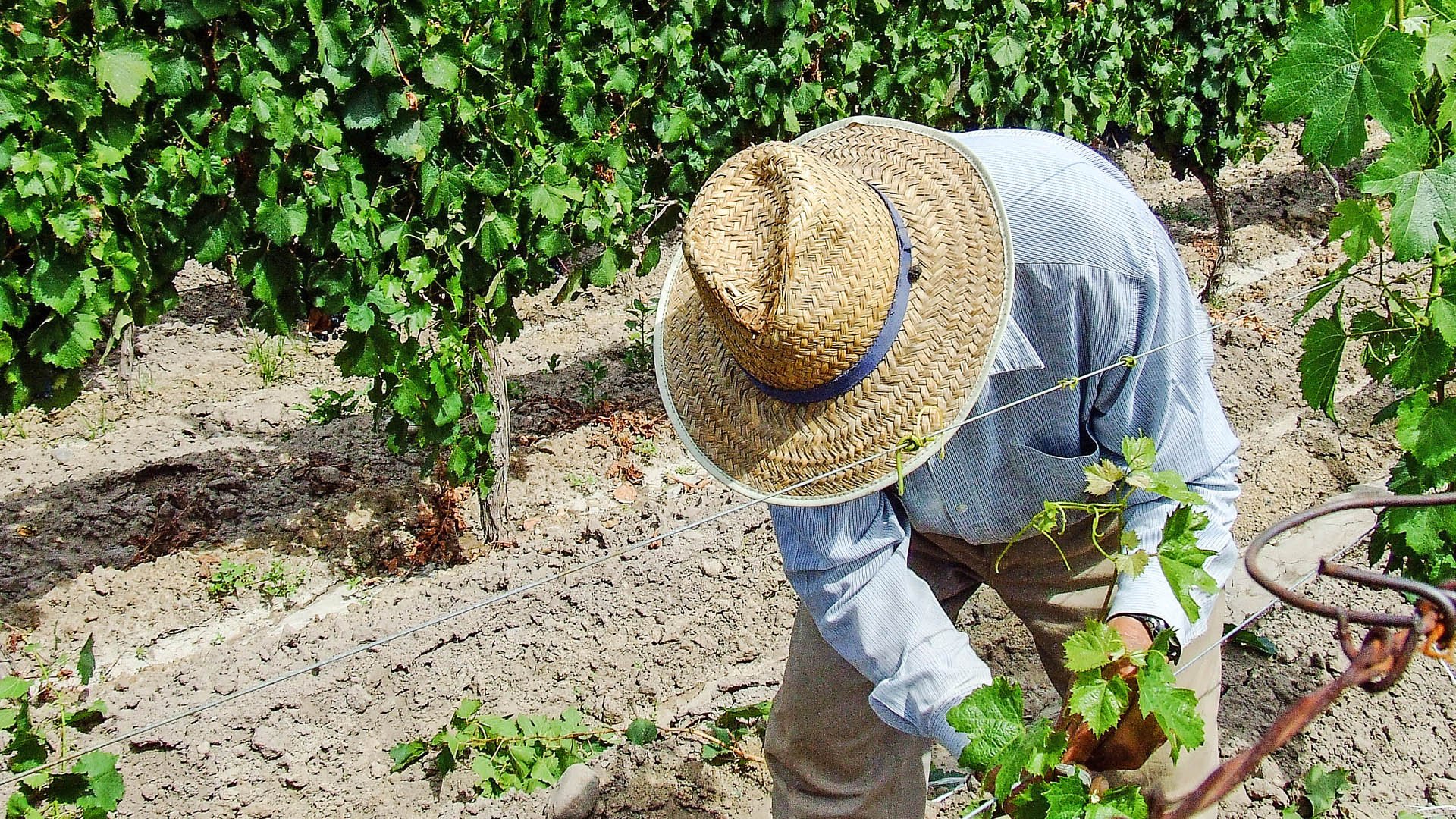 grape harvester