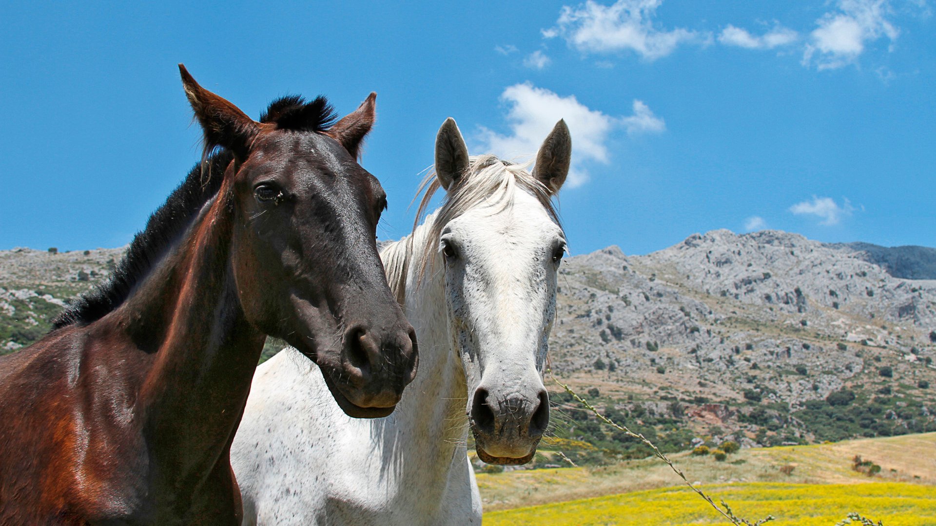 Spain Andalusia horses