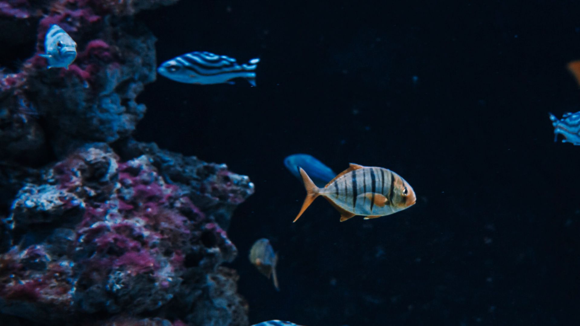 Aquarium und Freizeit in Dubrovniks Altstadt