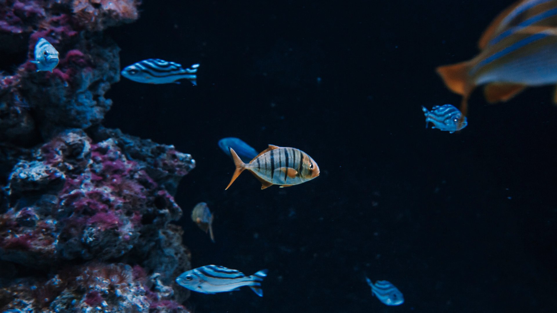 Aquarium und Freizeit in Dubrovniks Altstadt