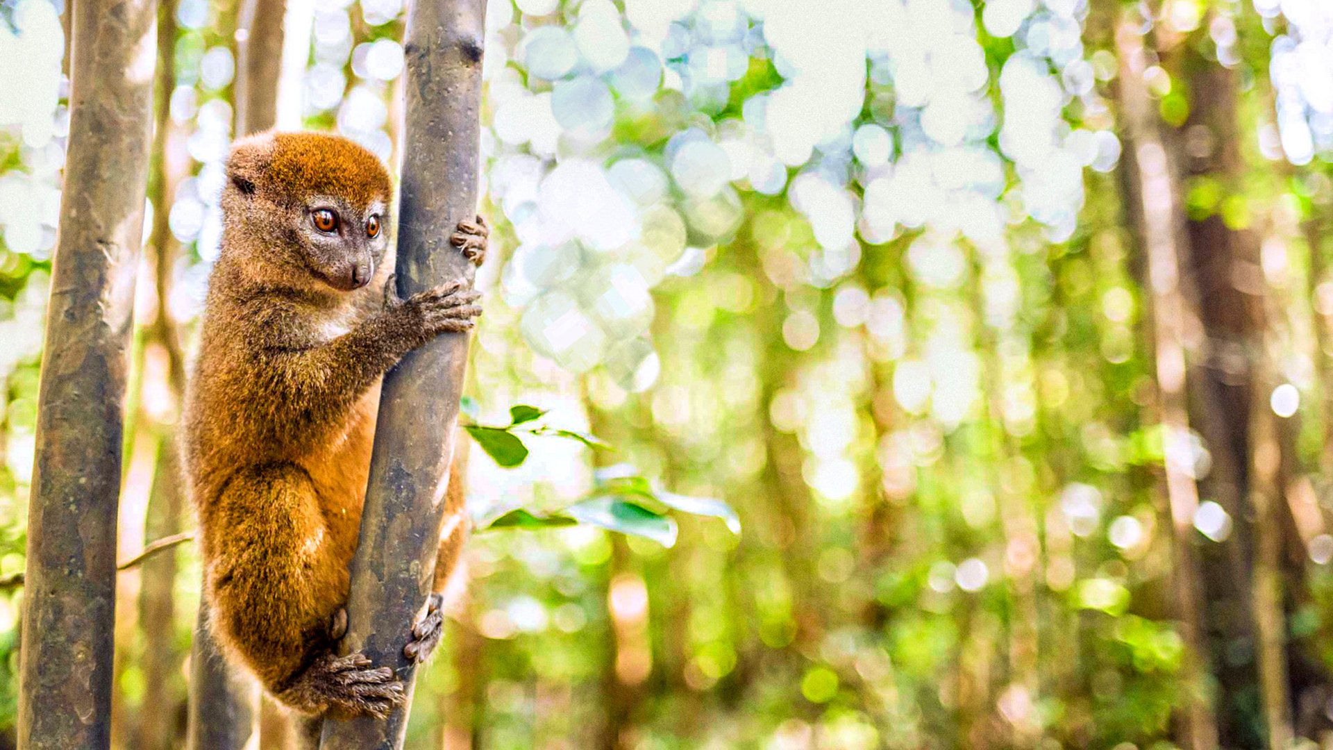 Grey bamboo lemur (Hapalemur), Lemur Island, Andasibe, Eastern Madagascar, Africa