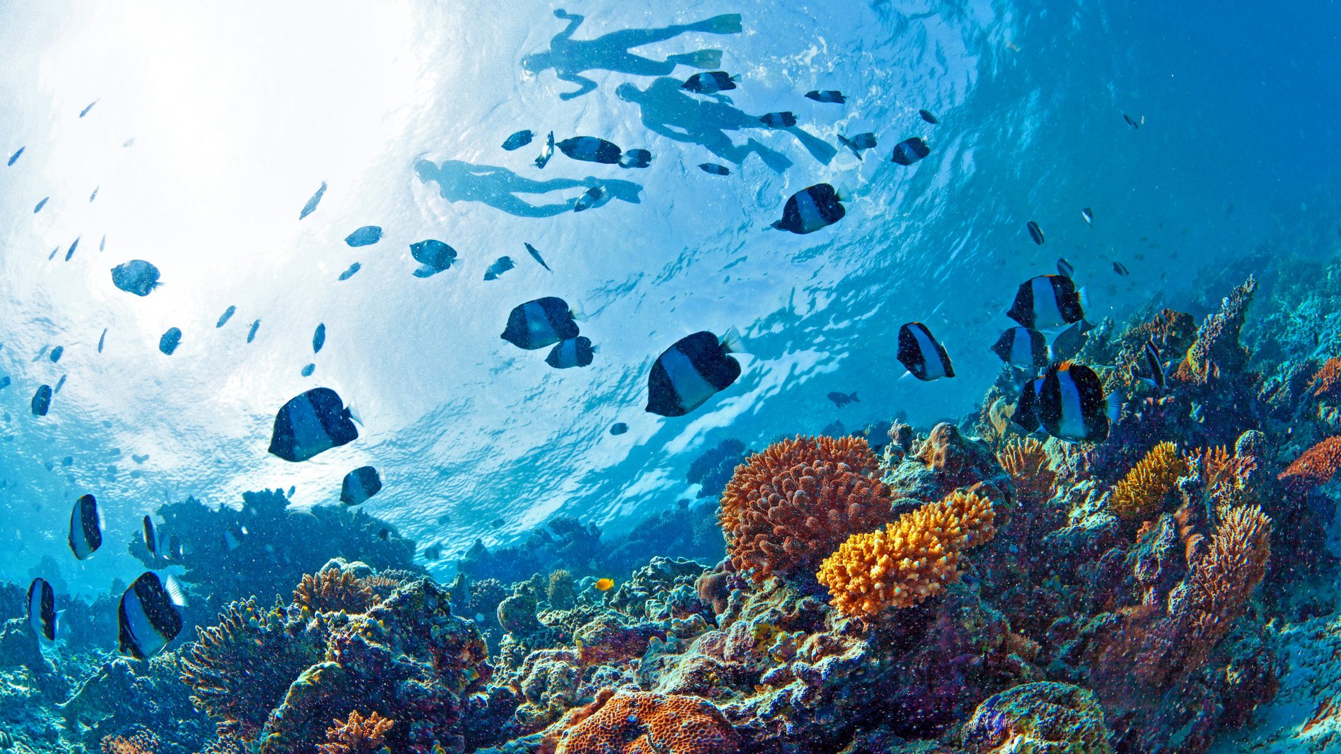 coral reef with fish and snorklers