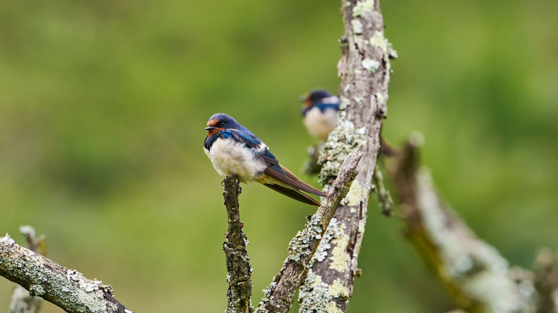 Umgeni River Vogelpark 