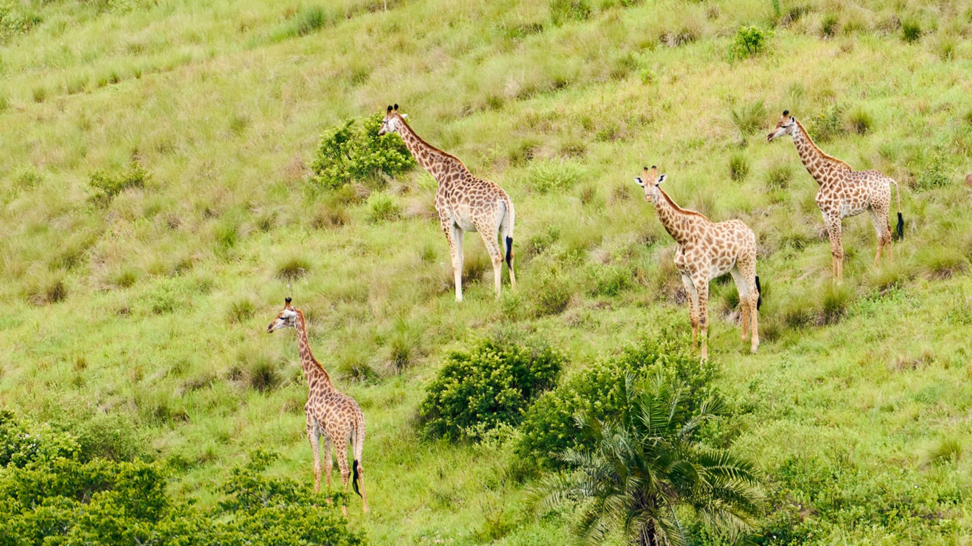Safari im Tala Naturreservat