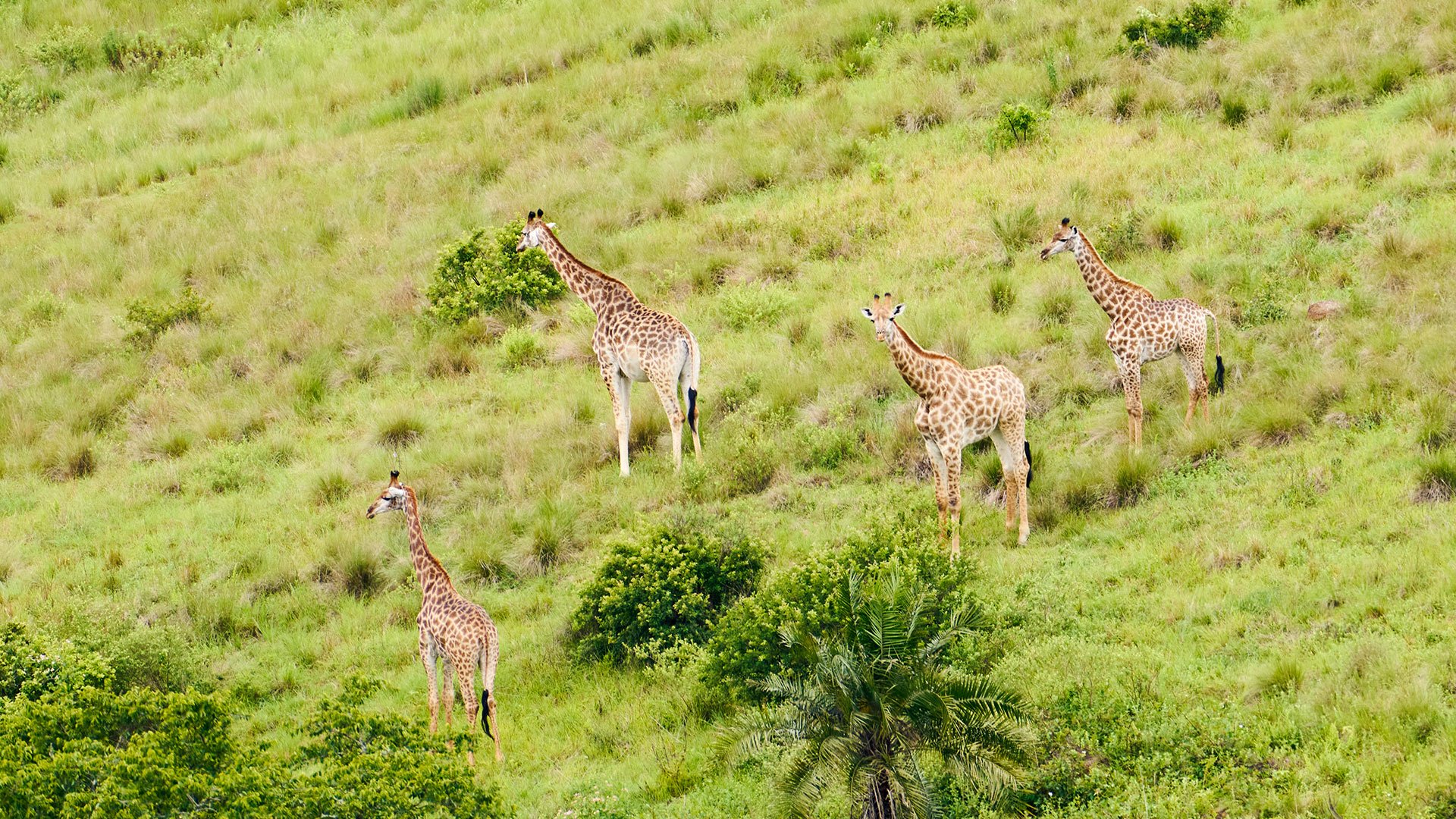 Safari im Tala Naturreservat 