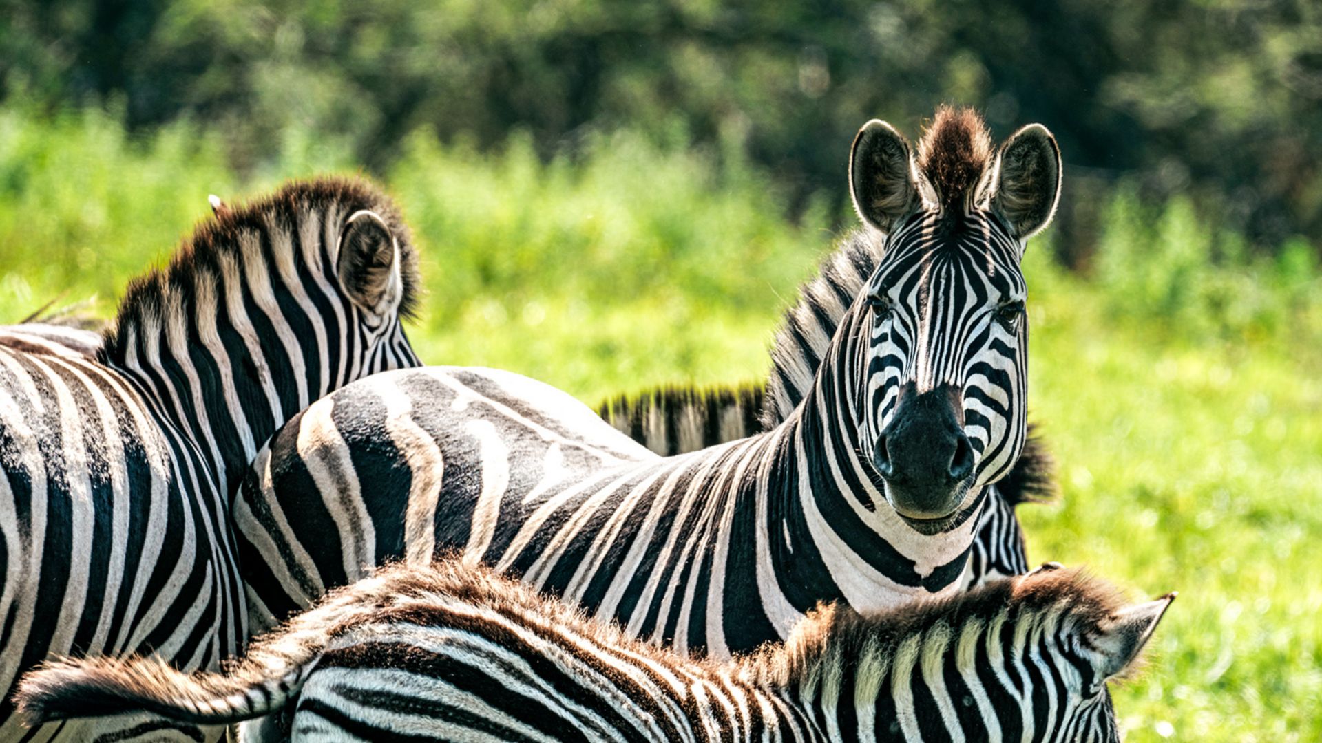 Safari im Gwahumbe Wildreservat