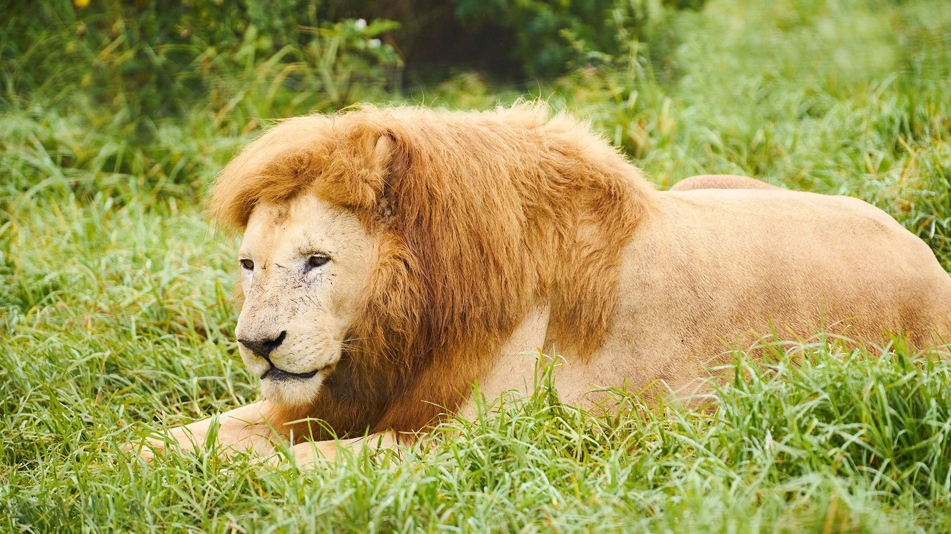 Safari-Abenteuer im Inkwenkwezi Reservat