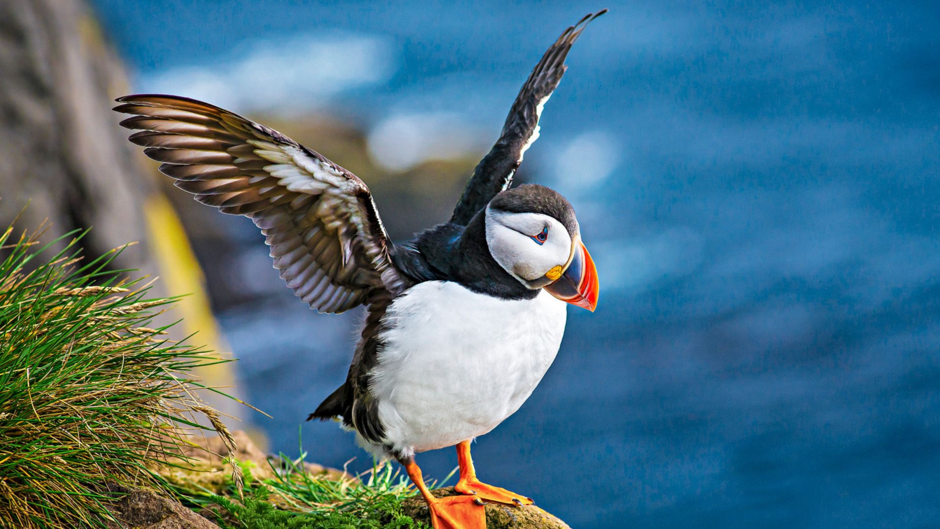 Willkommen in der Wildnis: Skomer Island Nature Reserve