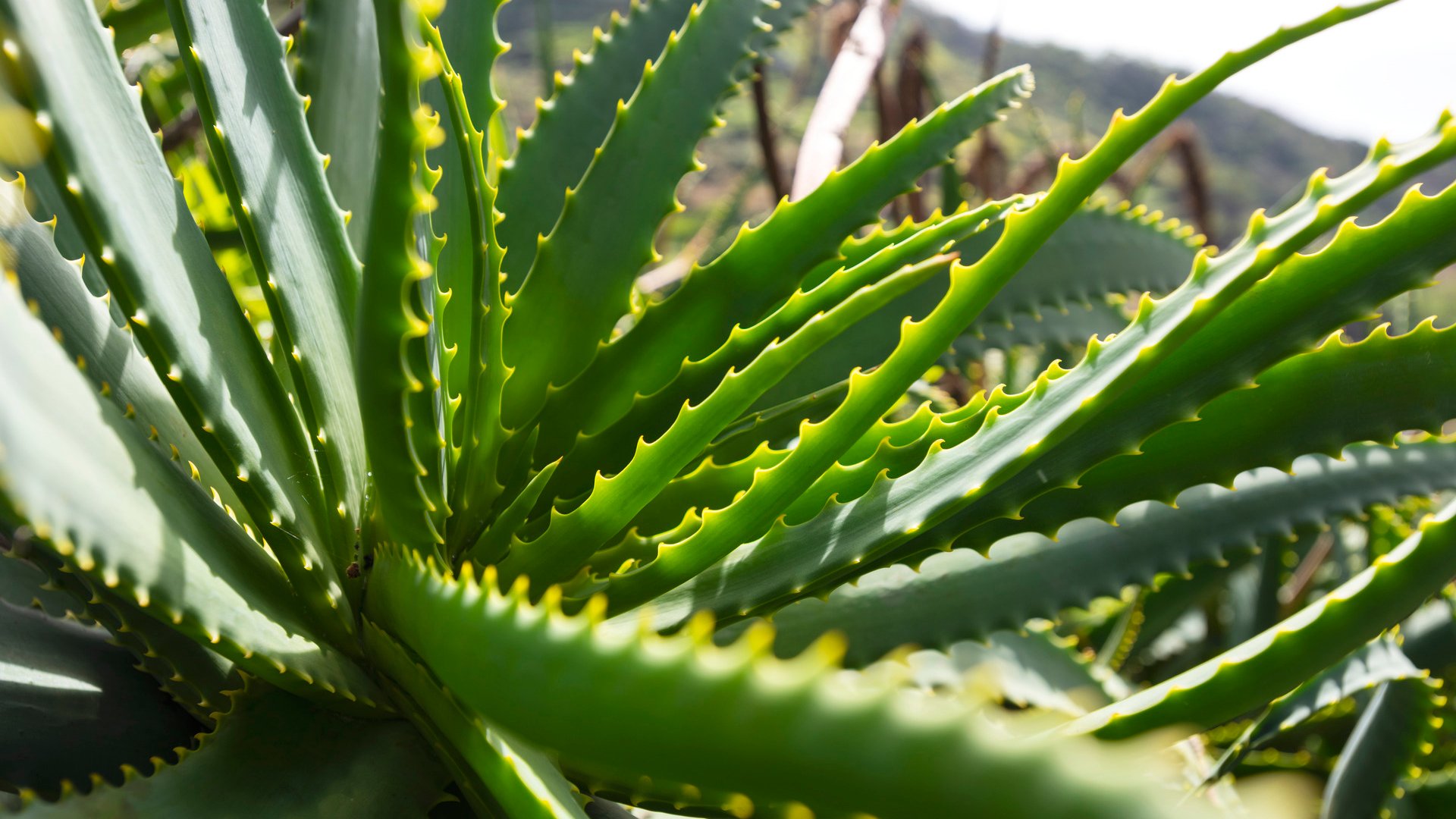 Aloe vera: Exklusive Insider-Tour