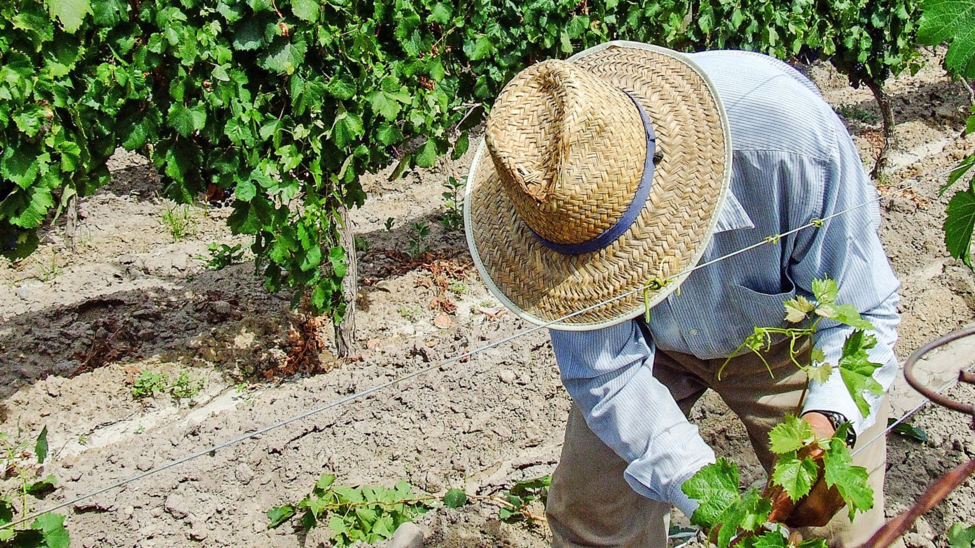 Mit dem Geländewagen in die Weinberge