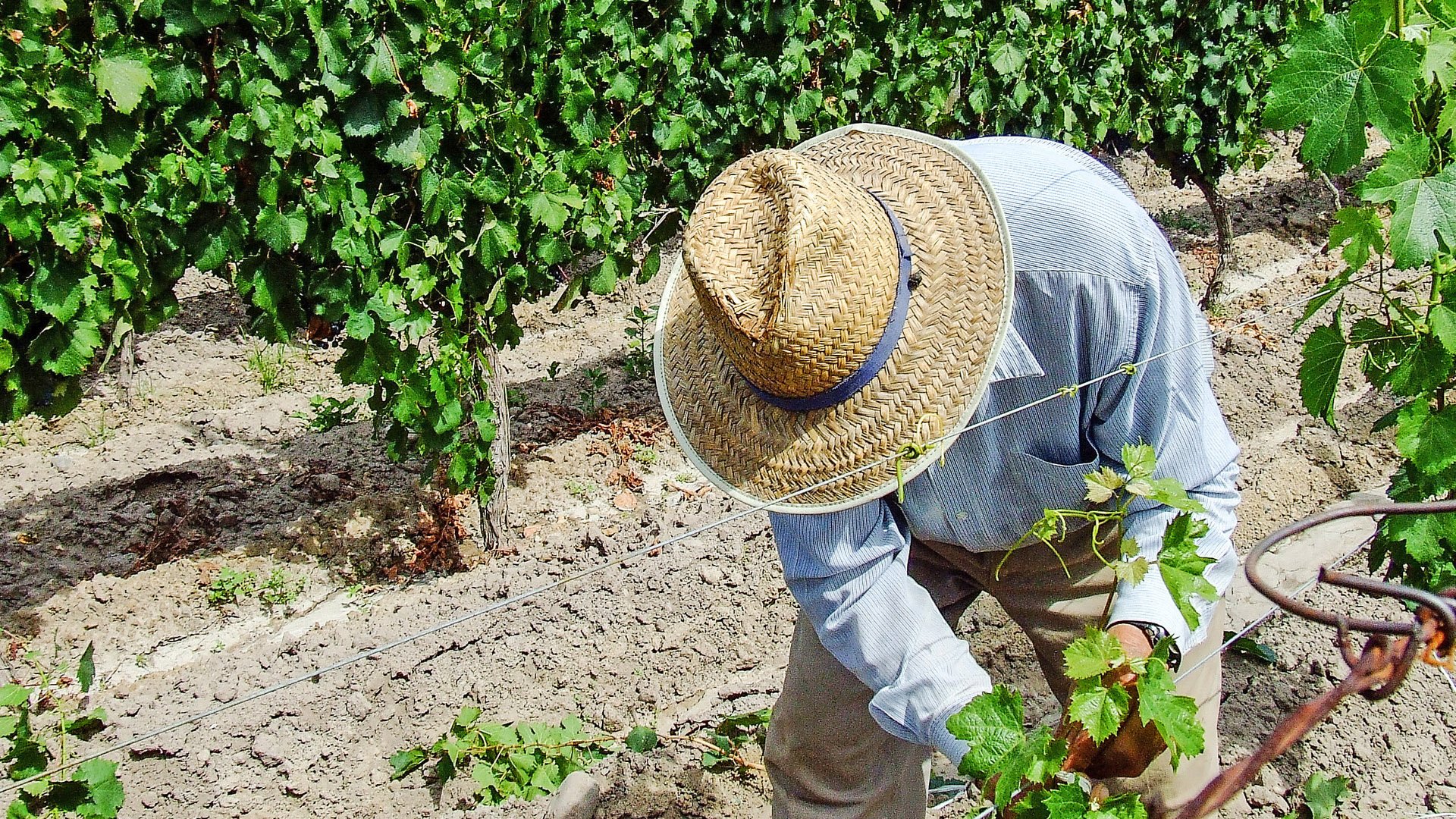 grape harvester