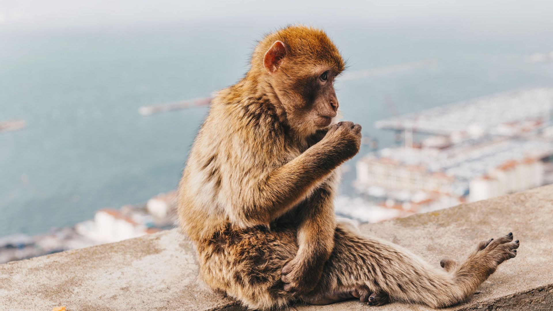 Der Felsen von Gibraltar