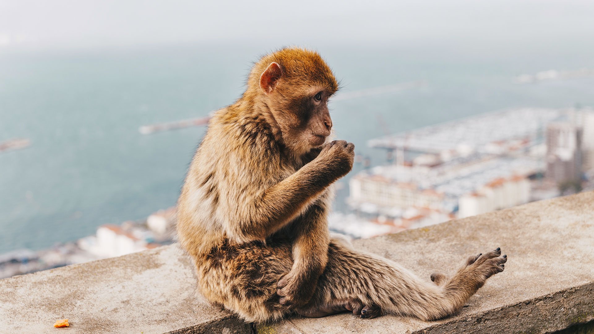 Der Felsen von Gibraltar, Berberaffen und Freizeit am Strand