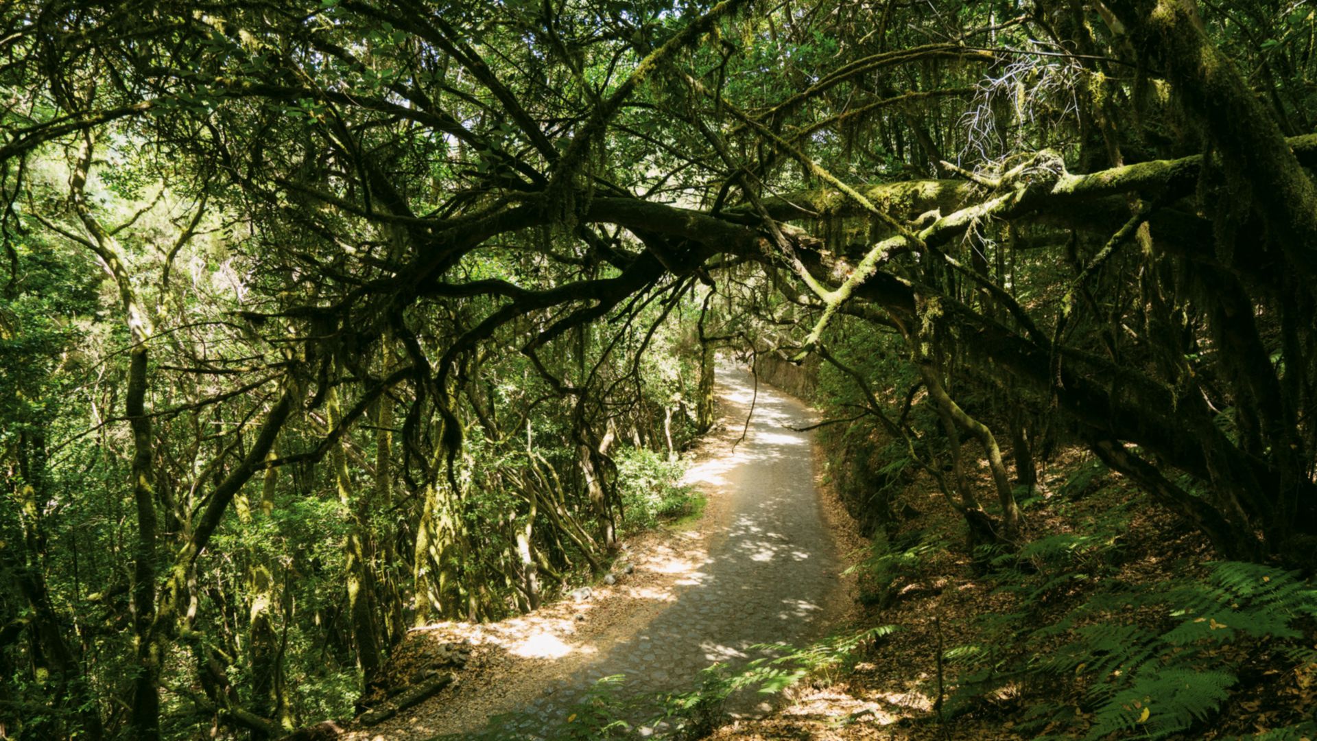 Wandern im Märchenwald – vom Dorf in den Lorbeer