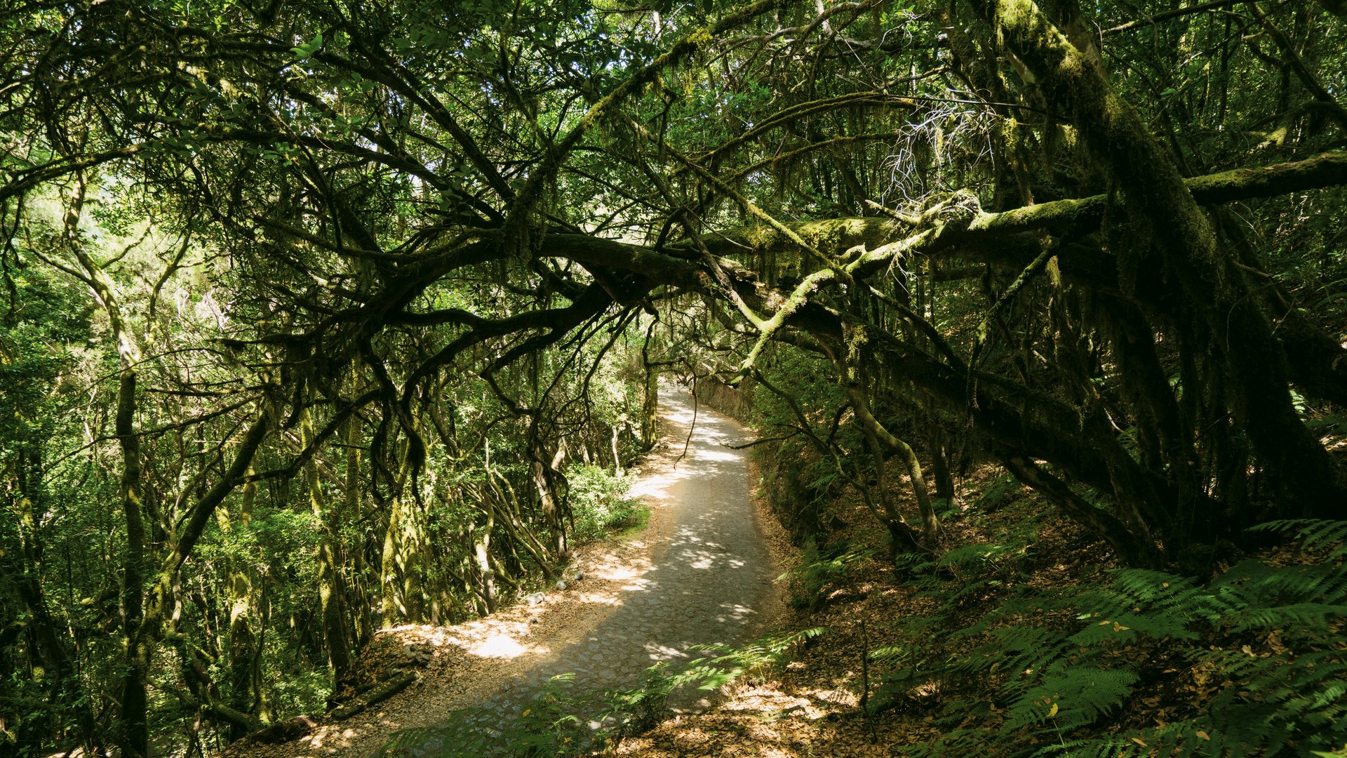 Wandern im Märchenwald von La Gomera
