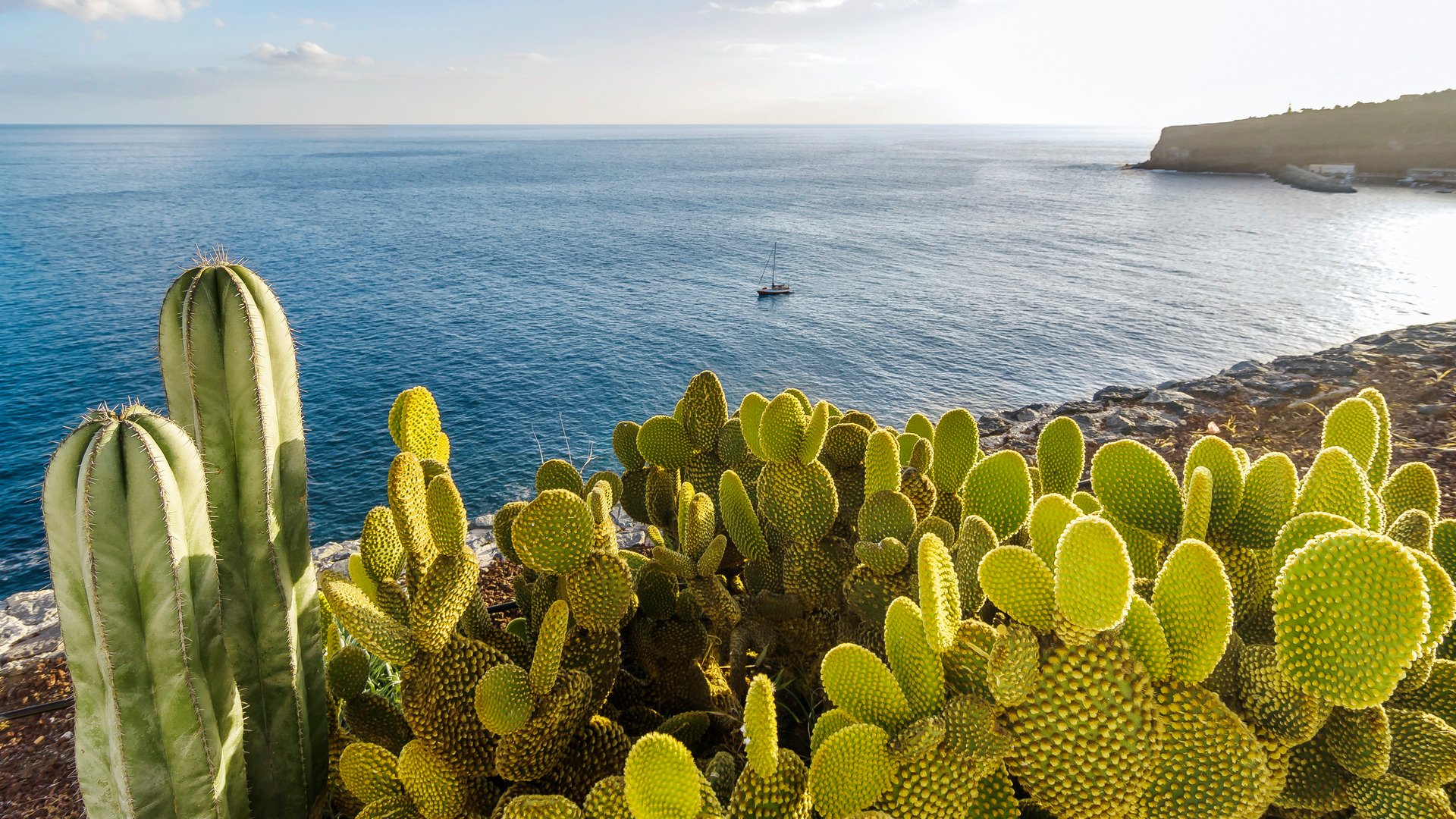 Bay with cacti at front, Laguna de Santiago, La Gomera, Canary Islands, Spain, Europe