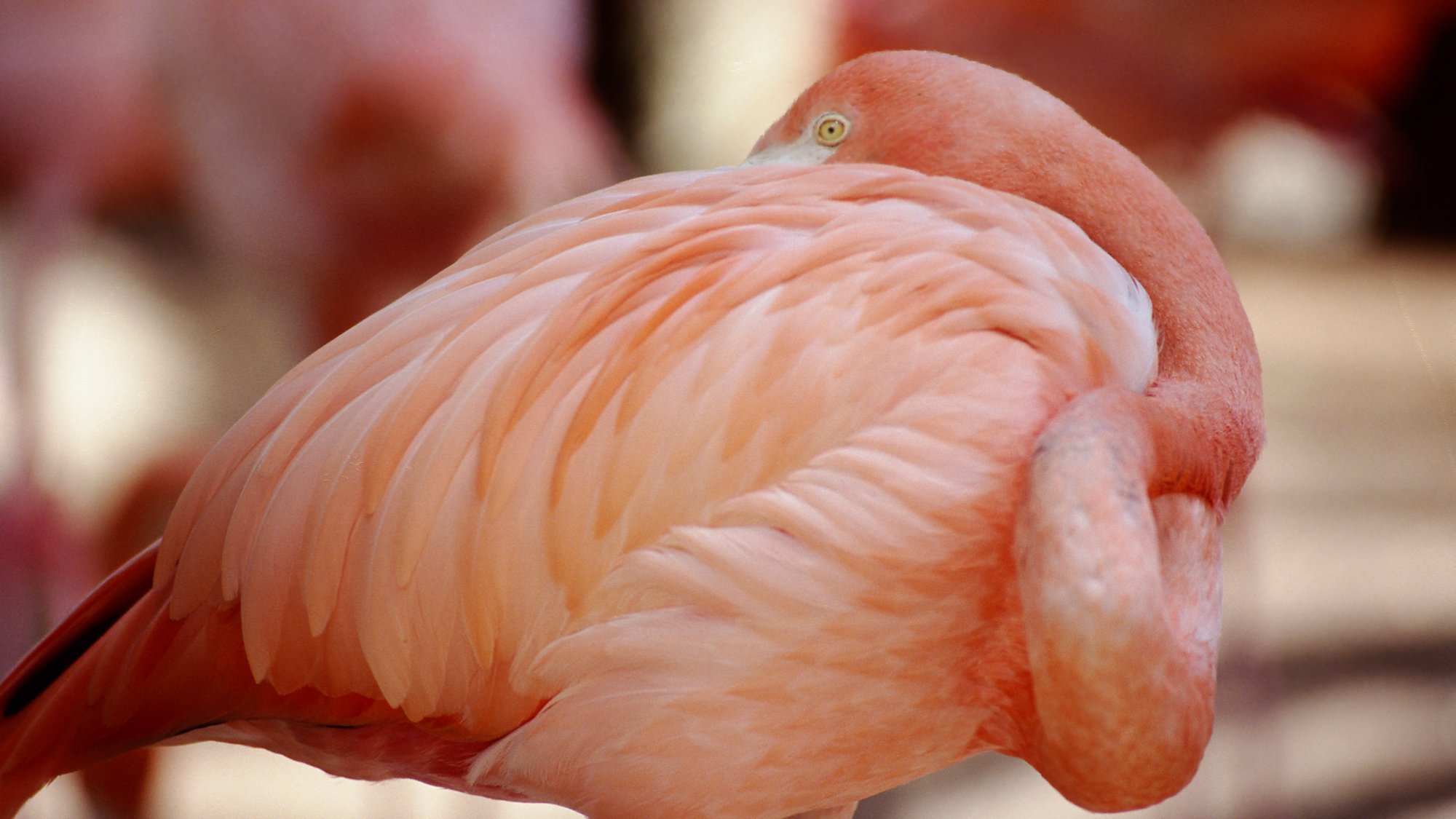Im Reich der Tiere: Palmitos Park