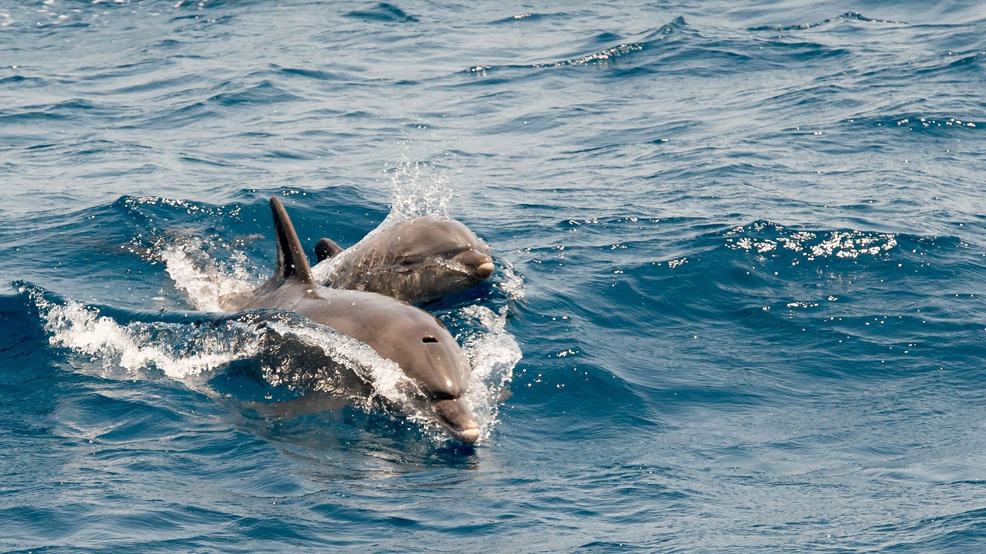 Mit dem Katamaran Wale und Delfine entdecken