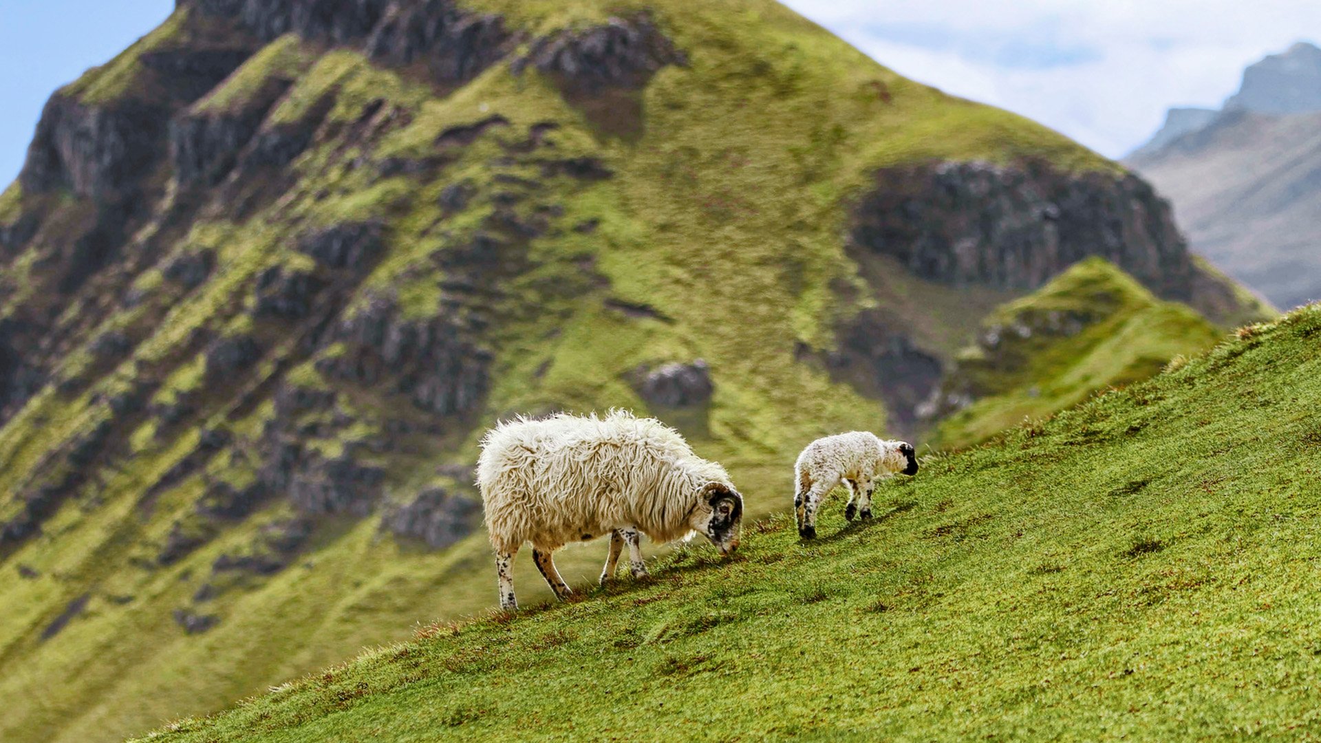 UK, Scotland, Isle of Skye, Quiraing, sheep on meadow