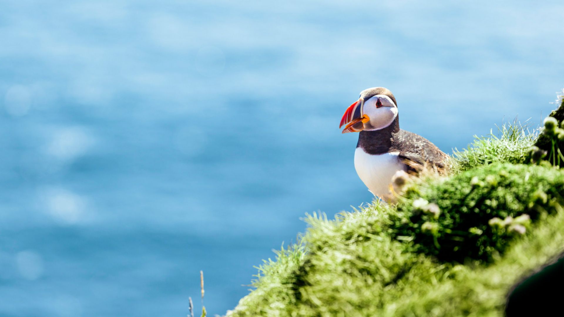 Die Vogelkolonien von Gjesvær