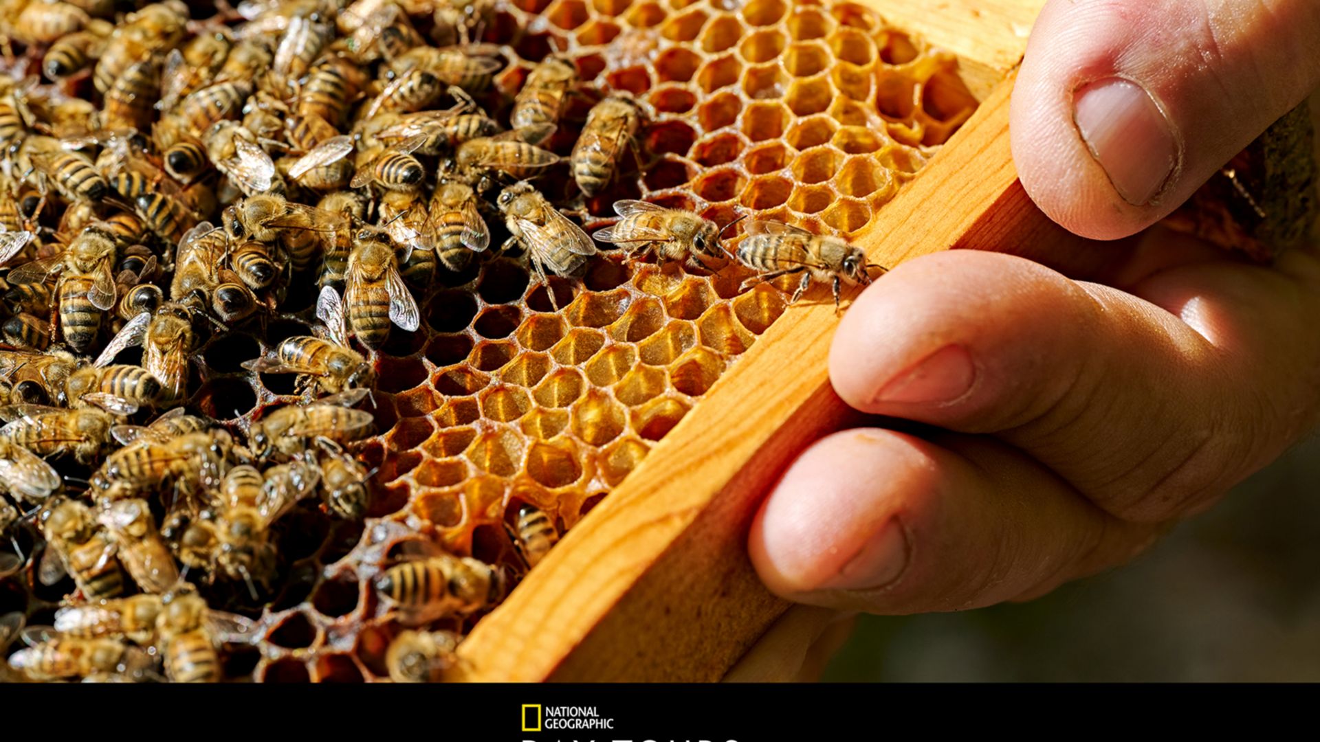 Die Natur Ibizas - Heilkräuter und Honigbienen
