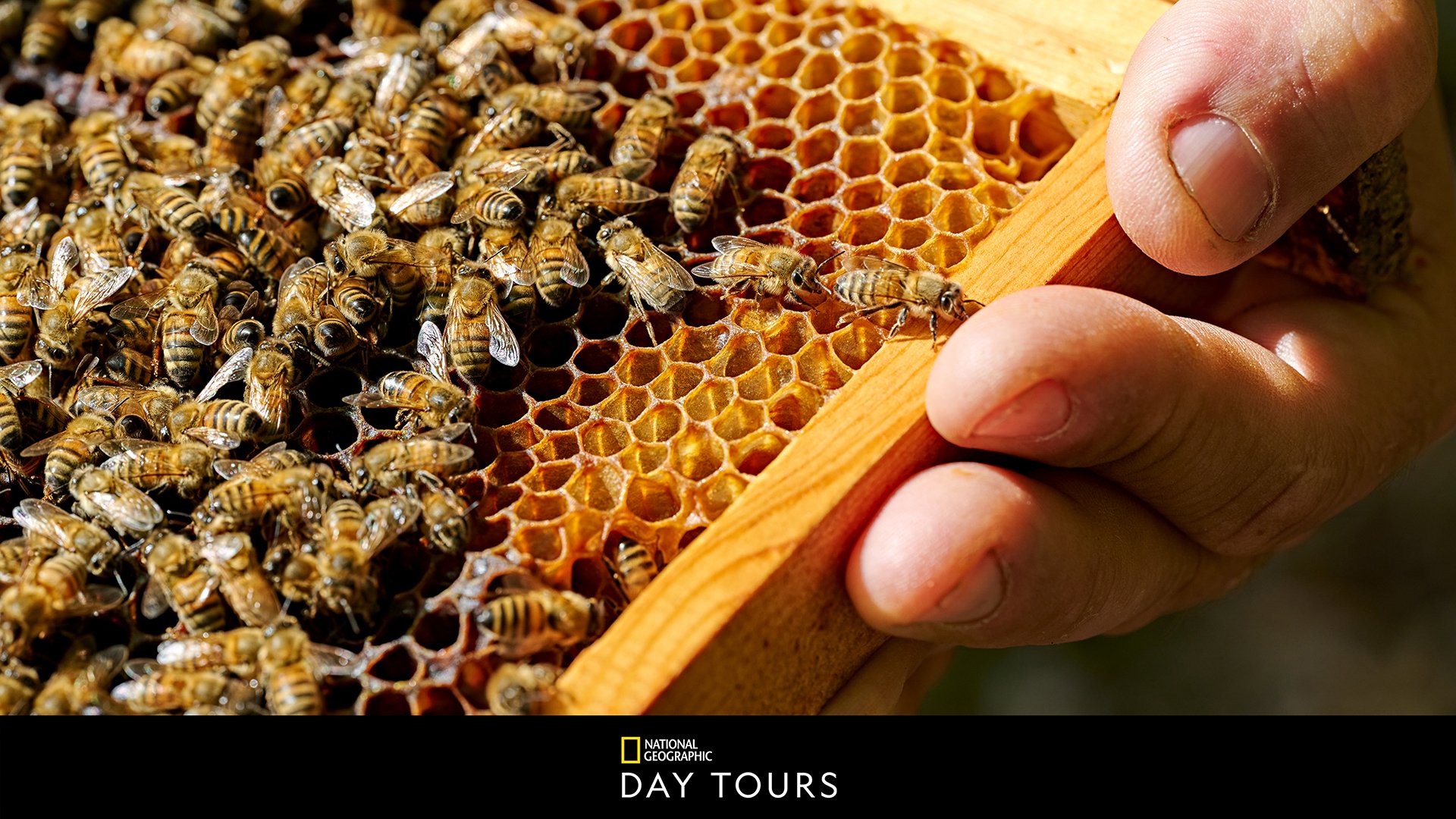 Die Natur Ibizas - Heilkräuter und Honigbienen