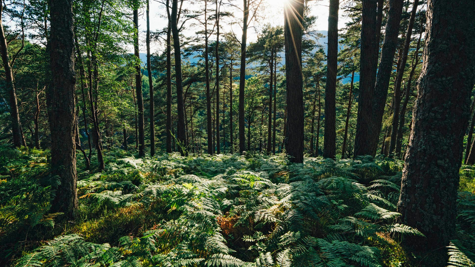 Wandern an den Rogie Falls