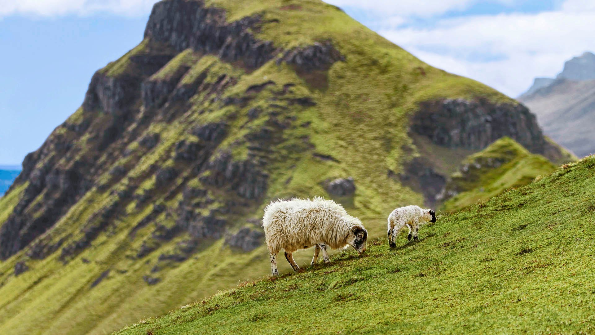 UK, Scotland, Isle of Skye, Quiraing, sheep on meadow