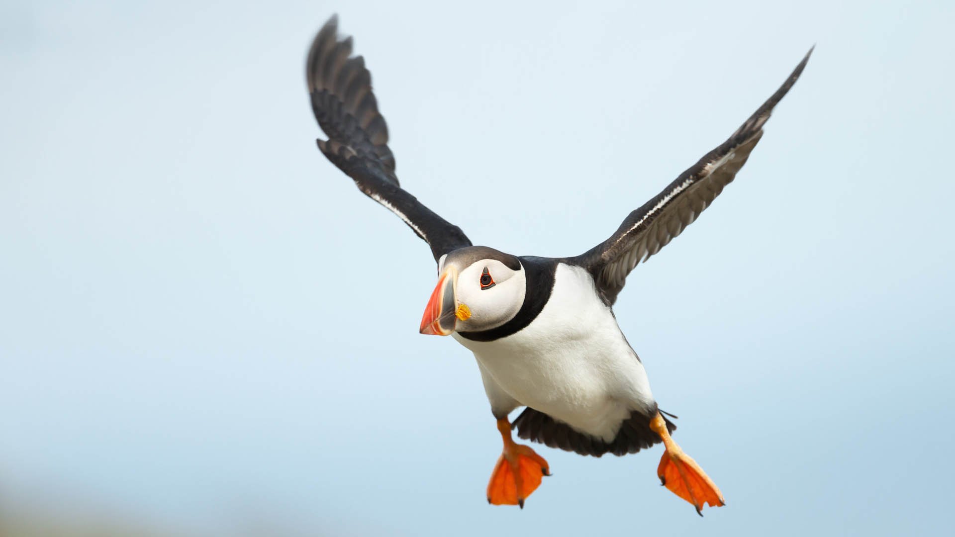 Close up of Atlantic puffin in flight, UK.