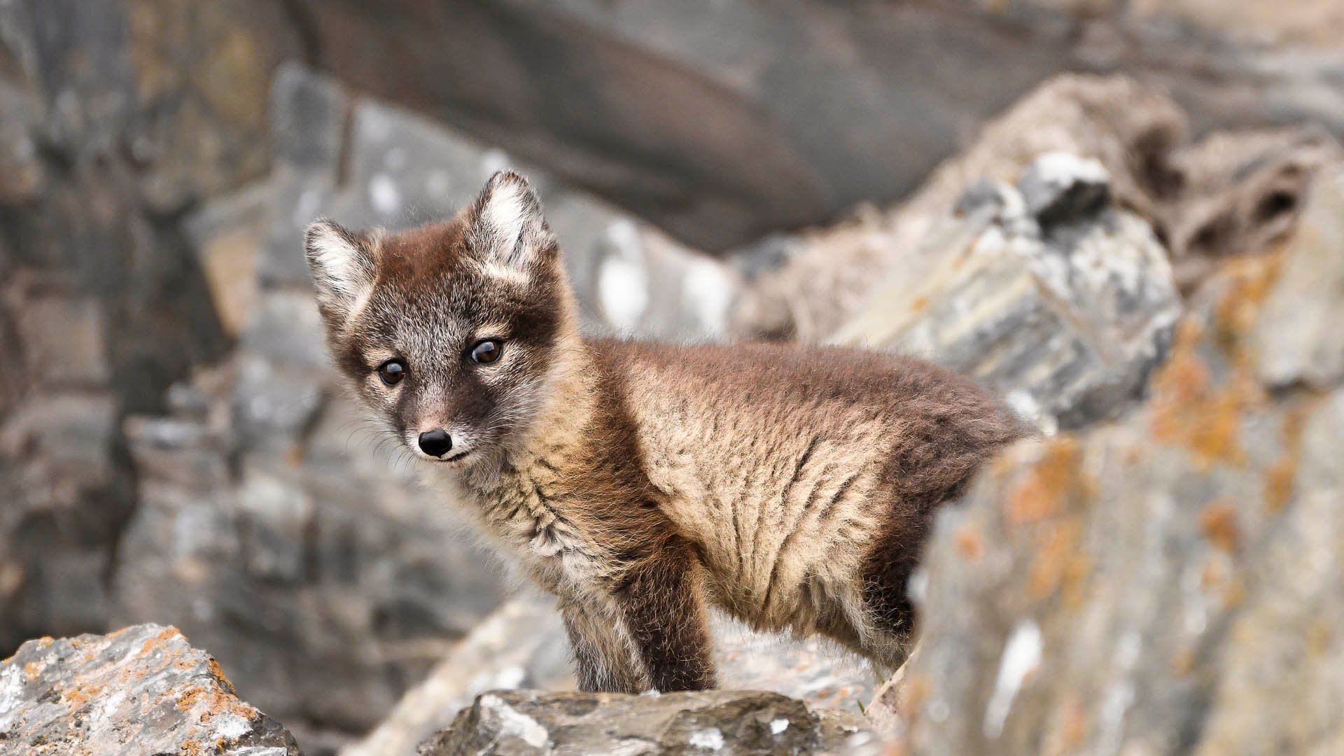 Front view of arctic fox cub, Svalbard Islands, Arctic, Longyearbyen, Northern Europe, Norway