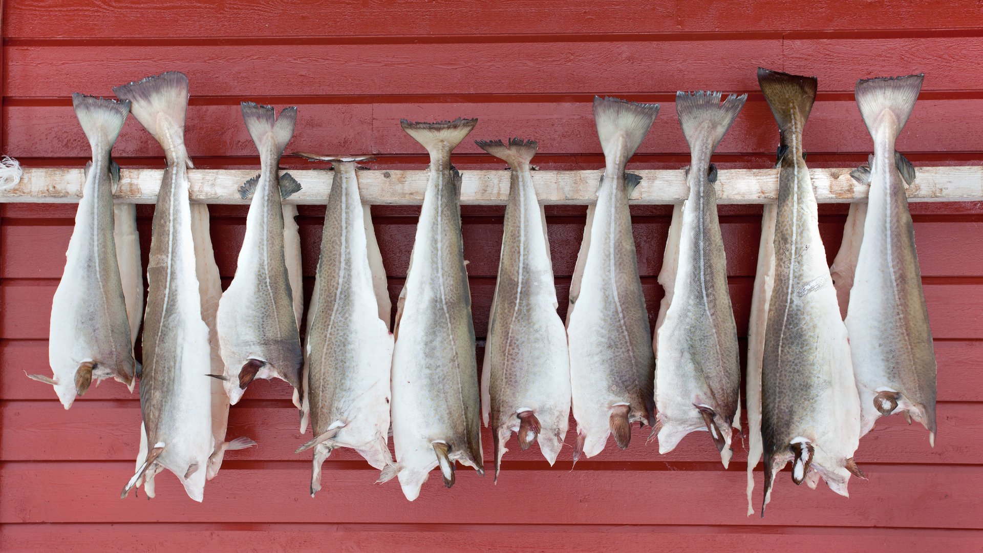 Norwegian traditional way of drying fish : cod fish hanging from a stick in front of fishing hut