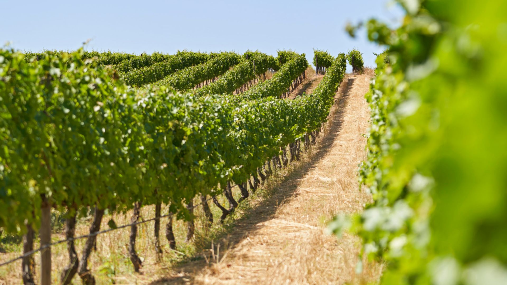 Idyllisches Weingut Mercouri