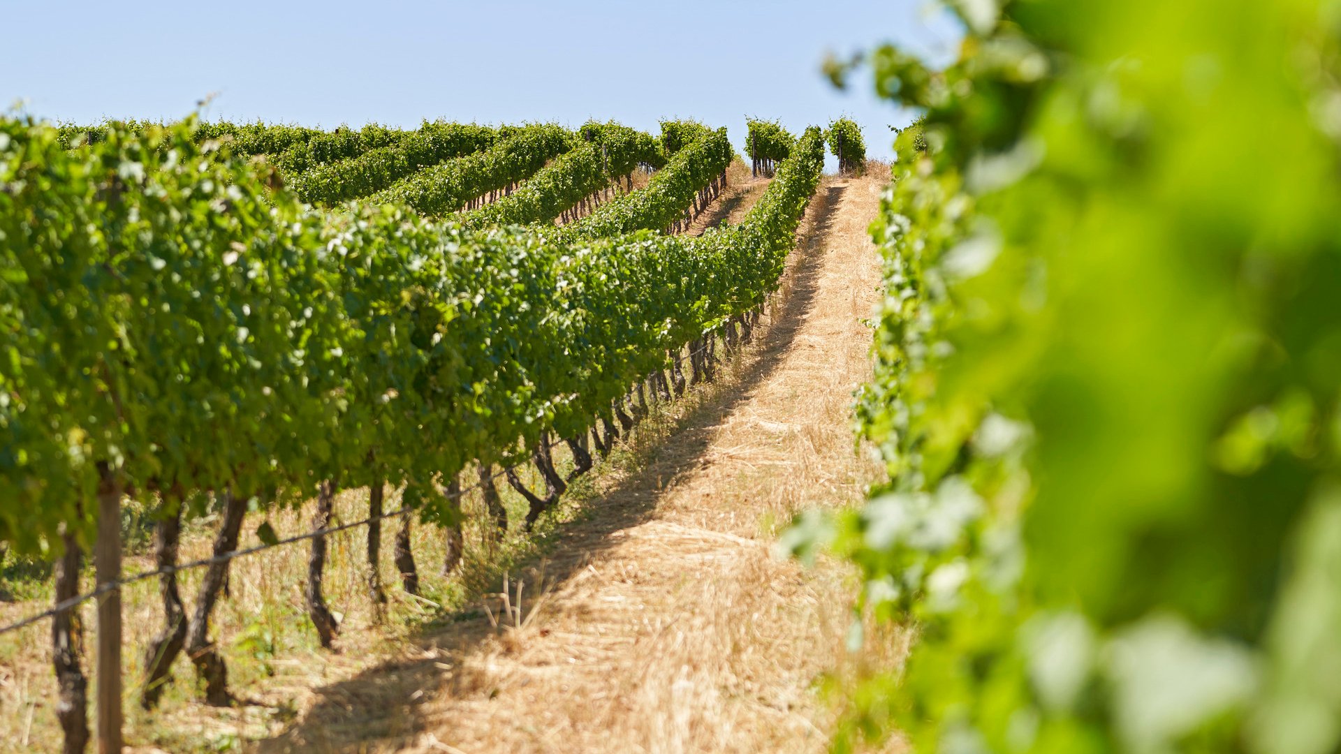 Idyllisches Weingut Mercouri