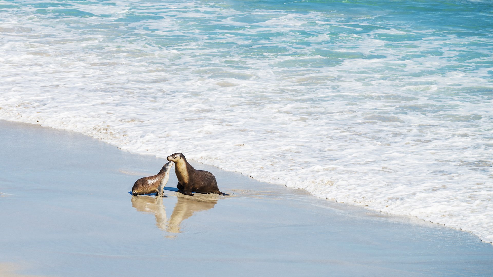 sea lions