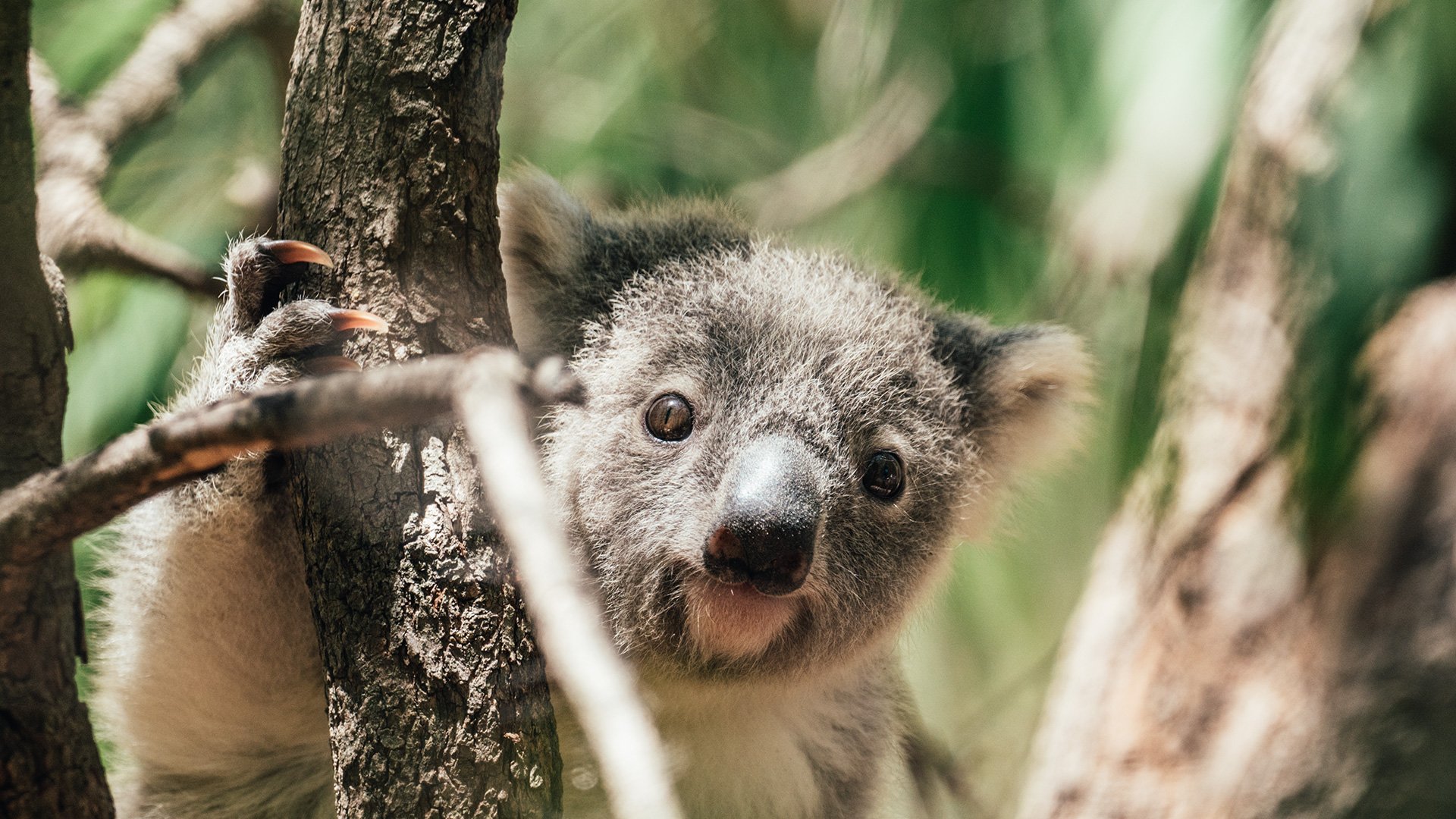 Australiens faszinierende Tierwelt