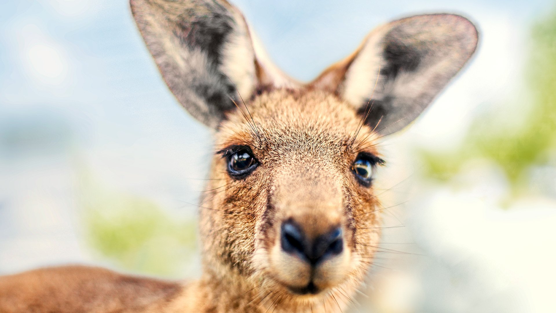 Zu Besuch in Seal Bay und der Emu Ridge Eucalyptus Distillery
