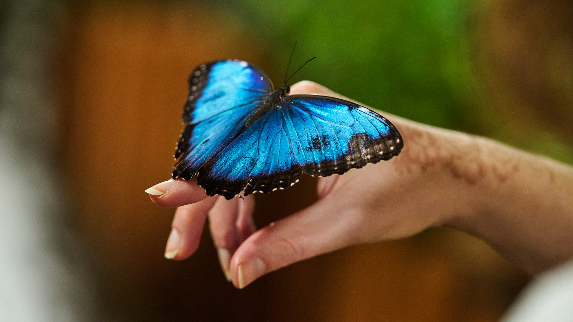 Kuala Lumpur und Schmetterlingspark