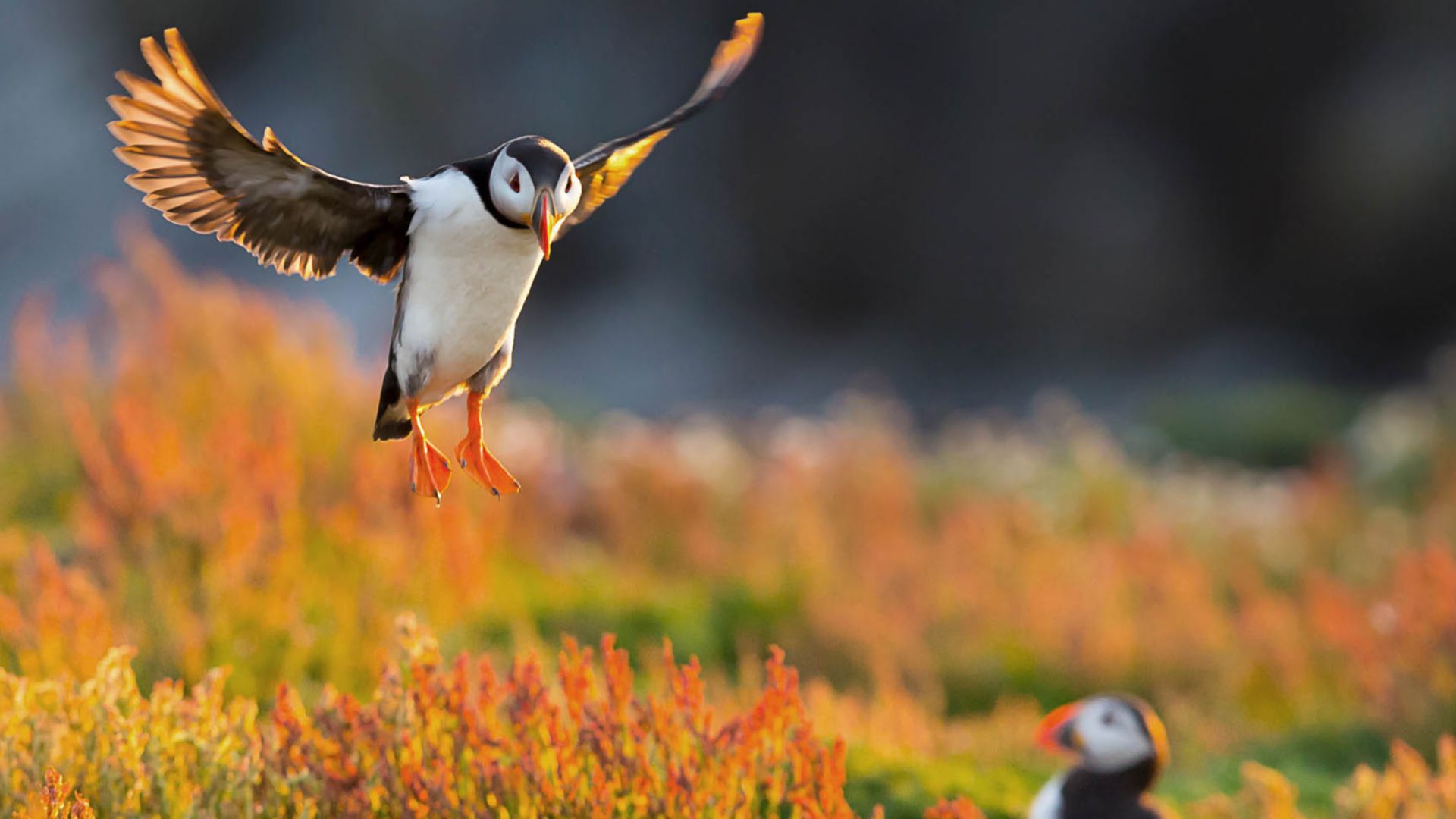 Inselabenteuer: Naturreservate der Orkneyinseln entdecken
