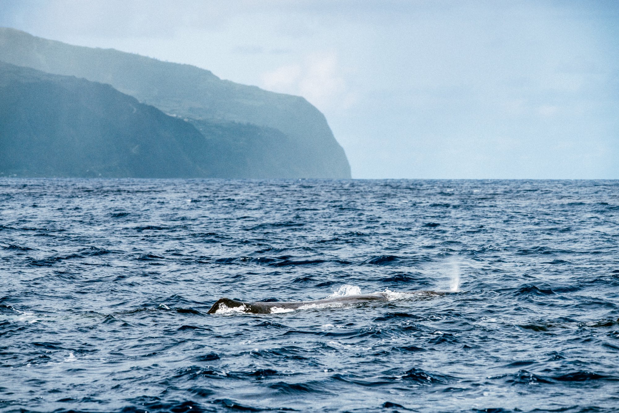 Mit dem Boot zur Wal- und Delfinbeobachtung
